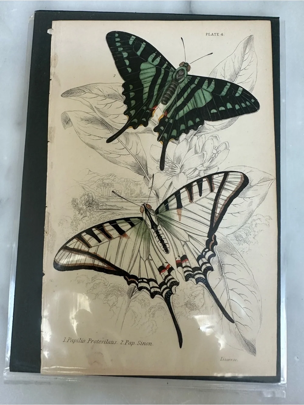 1800s Jardines Natural History Butterfly Chromolithograph Prints